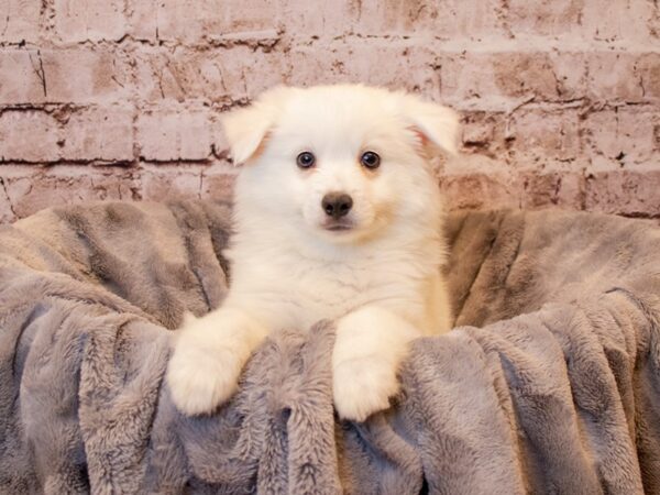 American Eskimo-DOG-Male-White-805-PetCenter Old Bridge, New Jersey