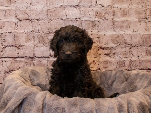 Goldendoodle-DOG-Male-Black-806-PetCenter Old Bridge, New Jersey