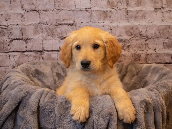 Golden Retriever-DOG-Male-Golden-808-PetCenter Old Bridge, New Jersey