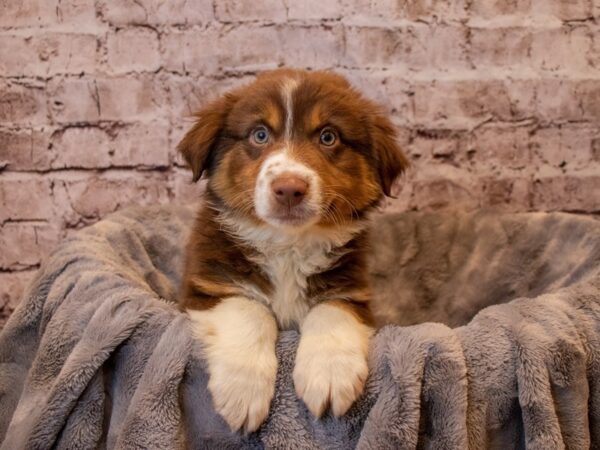 Miniature Australian Shepherd-DOG-Male-Red and White-796-PetCenter Old Bridge, New Jersey