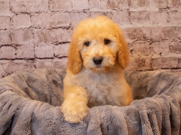 Standard Poodle-DOG-Female-Apricot-794-PetCenter Old Bridge, New Jersey