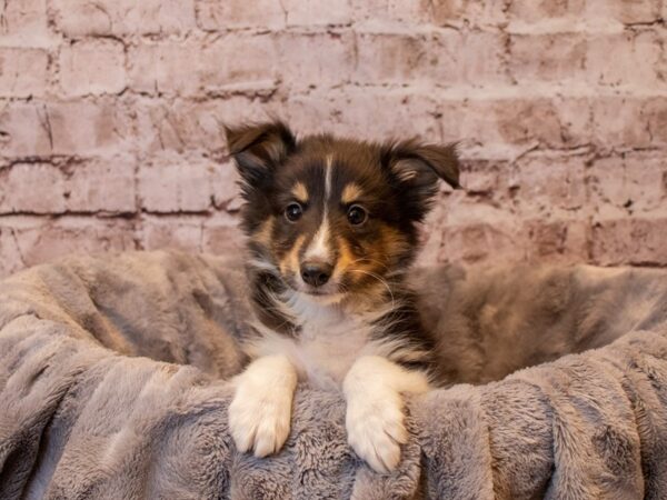 Shetland Sheepdog-DOG-Male-Black White / Tan-786-PetCenter Old Bridge, New Jersey
