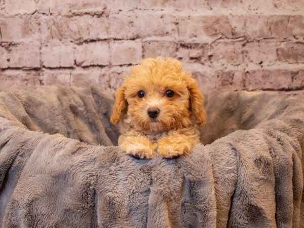 Malti-Poo-DOG-Female-Red-809-PetCenter Old Bridge, New Jersey