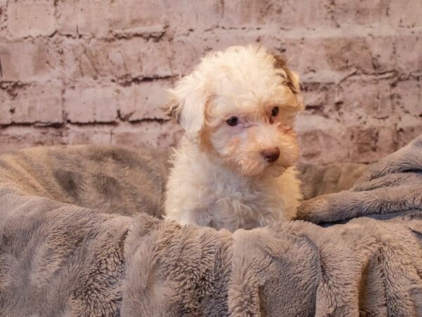 Poodle-DOG-Female-Chocolate-790-PetCenter Old Bridge, New Jersey