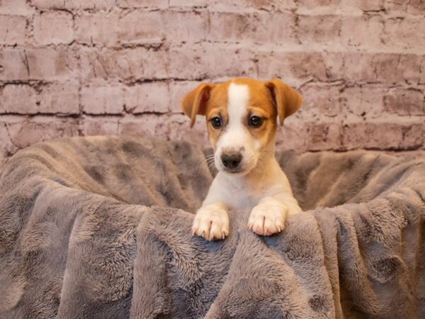 Jack Russell Terrier-DOG-Male-Brown / White-787-PetCenter Old Bridge, New Jersey