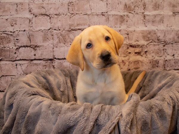 Labrador Retriever-DOG-Male-Yellow-801-PetCenter Old Bridge, New Jersey