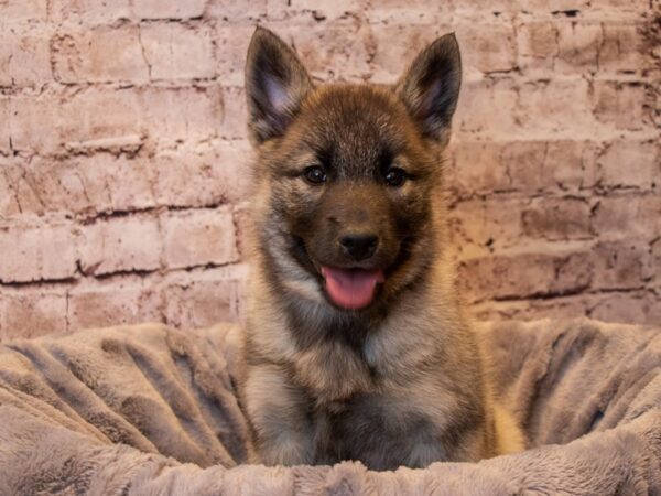 Norwegian Elkhound-DOG-Female-Black / Silver-781-PetCenter Old Bridge, New Jersey