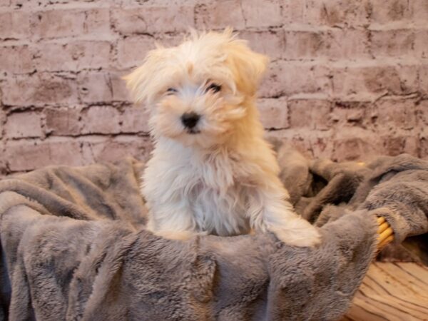 Havamalt-DOG-Female-White and Apricot-802-PetCenter Old Bridge, New Jersey