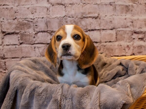 Beagle-DOG-Female-Black White and Tan-807-PetCenter Old Bridge, New Jersey