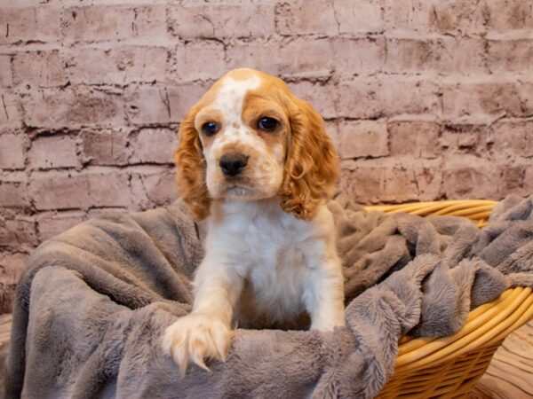 Cocker Spaniel-DOG-Male-Buff and White-793-PetCenter Old Bridge, New Jersey