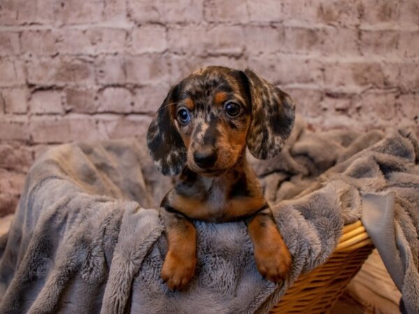 Dachshund-DOG-Male-Black and Silver Dapple-803-PetCenter Old Bridge, New Jersey