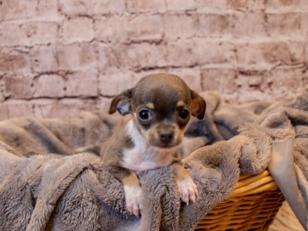 Chihuahua-DOG-Male-Blue Tan / White-788-PetCenter Old Bridge, New Jersey