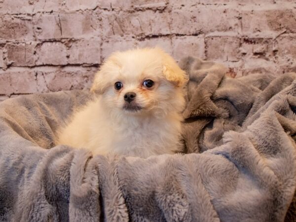 ChinPoo- Available 12/22-DOG-Male-Cream-812-PetCenter Old Bridge, New Jersey