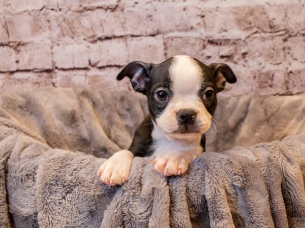 Boston Terrier- Available 12/22-DOG-Female-Black and White-813-PetCenter Old Bridge, New Jersey