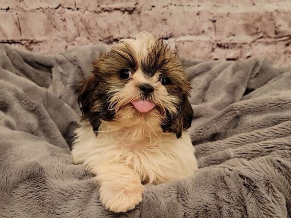 Shih Tzu- Available 12/29-DOG-Male-White / Sable-819-PetCenter Old Bridge, New Jersey