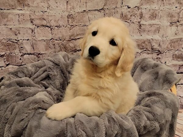 Golden Retriever- Available 12/29-DOG-Male-Golden-815-PetCenter Old Bridge, New Jersey