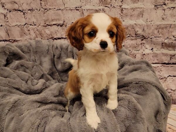 Cavalier King Charles Spaniel- Available 12/29-DOG-Female-Blenheim-817-PetCenter Old Bridge, New Jersey
