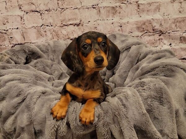 Dachshund- Available 12/29-DOG-Male-Blue-824-PetCenter Old Bridge, New Jersey