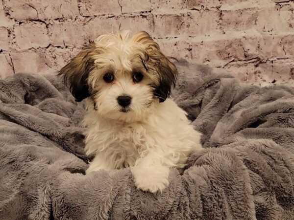 Coton De Tulear- Available 12/29-DOG-Female-Brown / White-821-PetCenter Old Bridge, New Jersey