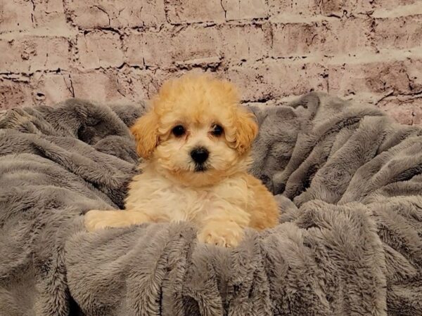 Poodle- Available 12/29-DOG-Male-Apricot-818-PetCenter Old Bridge, New Jersey