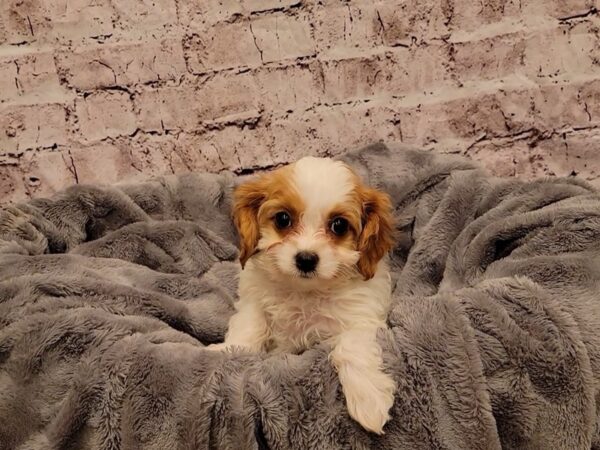 Cavapoo- Available 12/29-DOG-Female-Blenheim-825-PetCenter Old Bridge, New Jersey