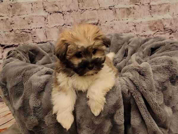 Havanese- Available 12/29-DOG-Female-Silver-822-PetCenter Old Bridge, New Jersey
