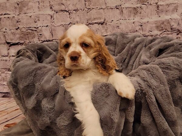 Cocker Spaniel- Available 12/29-DOG-Female-Buff / White-820-PetCenter Old Bridge, New Jersey