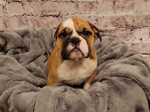 English Bulldog-DOG-Male-Red and White-804-PetCenter Old Bridge, New Jersey