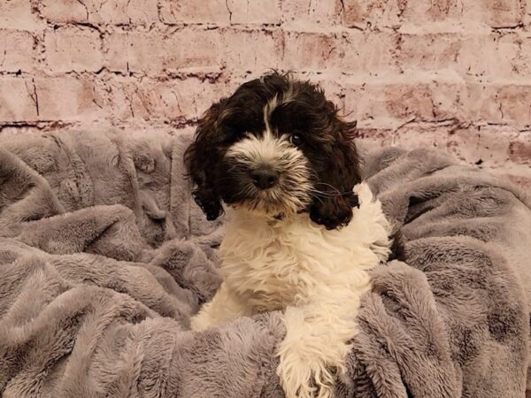Cockapoo- Available 12/29-DOG-Female-Black / White-823-PetCenter Old Bridge, New Jersey