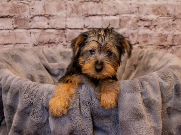 Yorkshire Terrier- Available 1/5-DOG-Male-Black and Tan-836-PetCenter Old Bridge, New Jersey