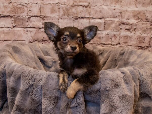 Chihuahua- Available 1/5-DOG-Male-Black and Tan-837-PetCenter Old Bridge, New Jersey