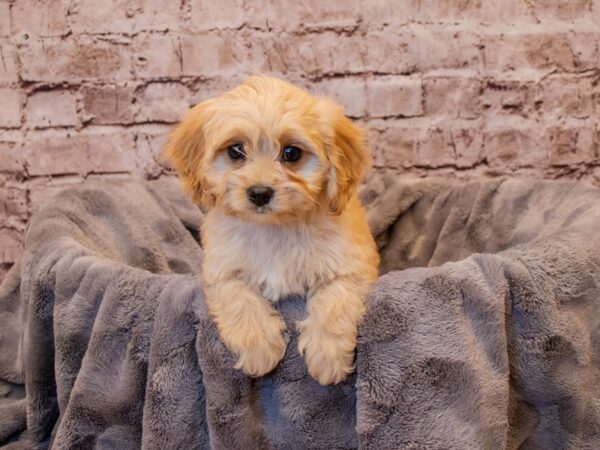 Cavachon- Available 1/5-DOG-Female-Cream-835-PetCenter Old Bridge, New Jersey