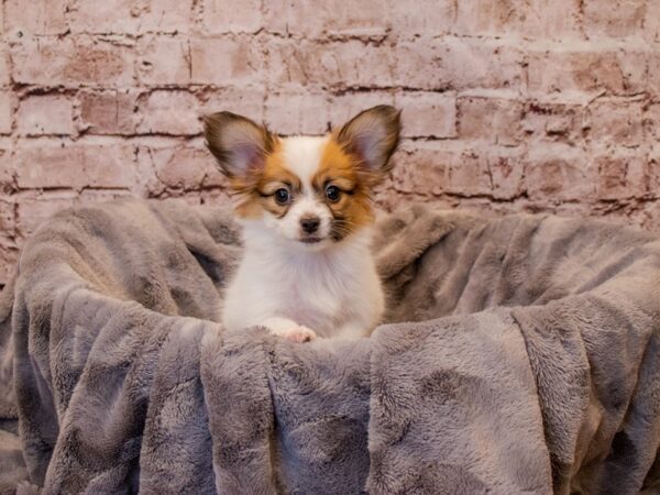Papillon- Available 1/5-DOG-Female-Red / White-828-PetCenter Old Bridge, New Jersey
