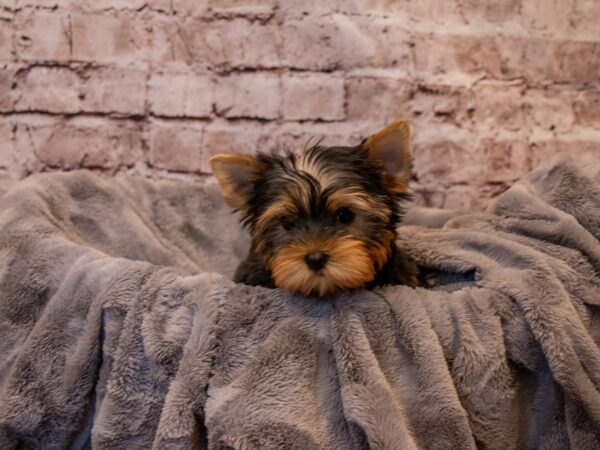 Yorkshire Terrier- Available 1/5-DOG-Female-Black / Tan-826-PetCenter Old Bridge, New Jersey