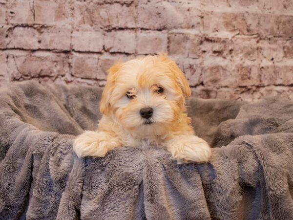 Malti-Poo- Available 1/5-DOG-Male-Cream-840-PetCenter Old Bridge, New Jersey