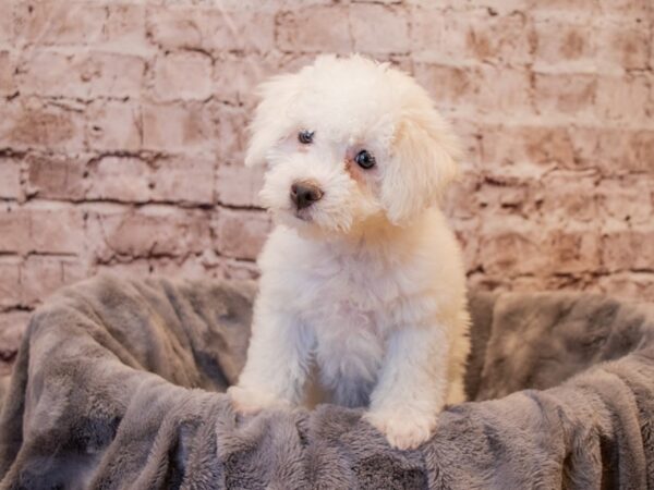 Bichon Frise- Available 1/5-DOG-Male-White-830-PetCenter Old Bridge, New Jersey