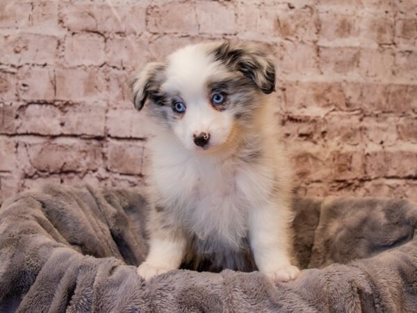 Miniature Australian Shepherd- Available 1/5-DOG-Male-Blue Merle-827-PetCenter Old Bridge, New Jersey