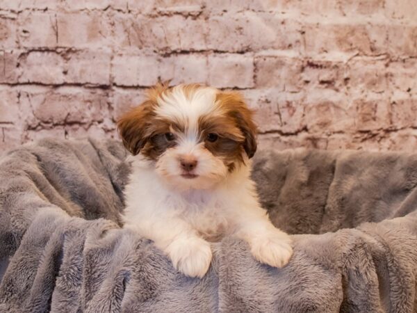 Shihpoo- Available 1/5-DOG-Male-Gold / White-834-PetCenter Old Bridge, New Jersey