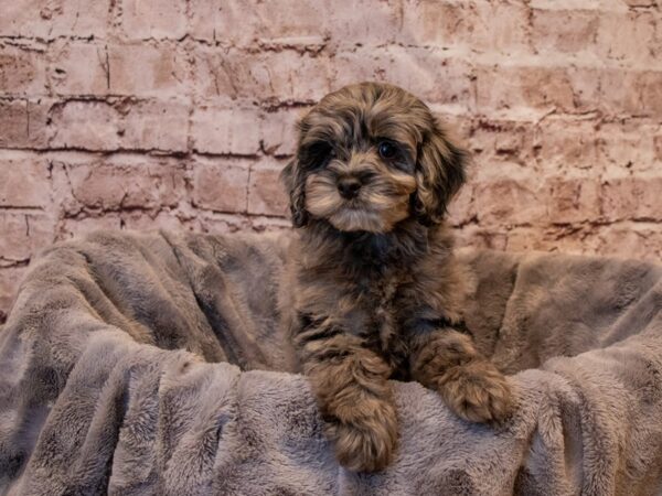 Cockapoo- Available 1/5-DOG-Male-Chocolate Merle-833-PetCenter Old Bridge, New Jersey