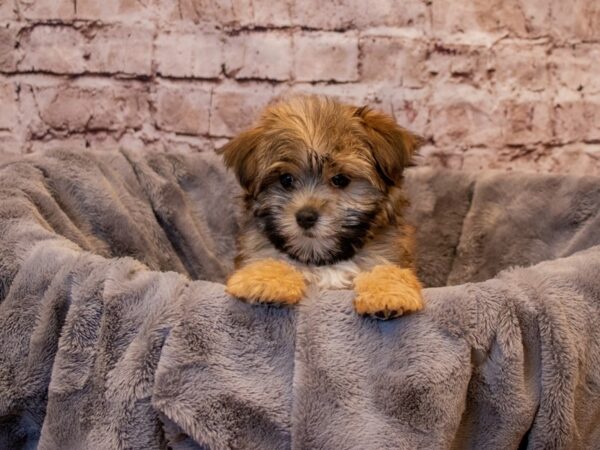 Morkie- Available 1/5-DOG-Male-Brown / White-832-PetCenter Old Bridge, New Jersey