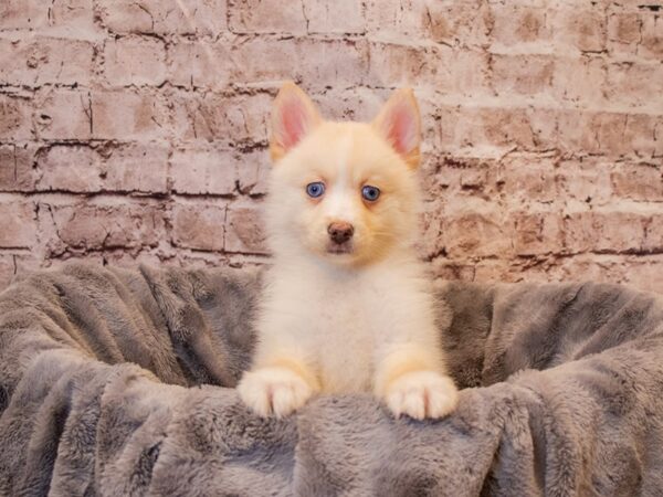 Pomsky- Available 1/5-DOG-Female-Cream / White-829-PetCenter Old Bridge, New Jersey