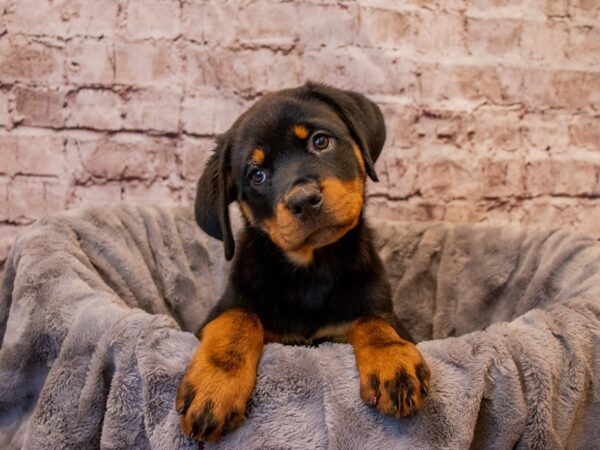 Rottweiler- Available 1/5-DOG-Female-Black / Tan-831-PetCenter Old Bridge, New Jersey