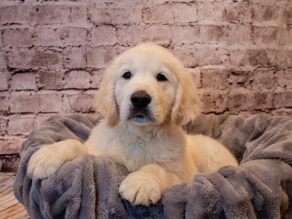 Golden Retriever- Available 1/12-DOG-Male-Golden-842-PetCenter Old Bridge, New Jersey
