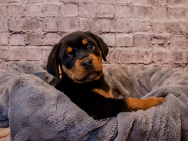 Rottweiler- Available 1/12-DOG-Male-Black / Tan-846-PetCenter Old Bridge, New Jersey