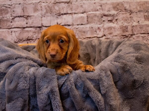 Dachshund- Available 1/12-DOG-Male-Sable-845-PetCenter Old Bridge, New Jersey
