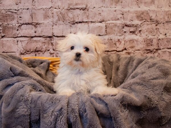 Maltese- Available 1/12-DOG-Female-White-841-PetCenter Old Bridge, New Jersey