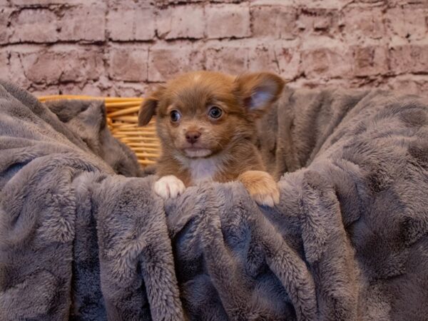 Chihuahua- Available 1/12-DOG-Male-Fawn / White-847-PetCenter Old Bridge, New Jersey