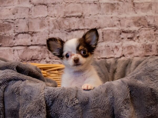 Chihuahua- Available 1/12-DOG-Female-White-848-PetCenter Old Bridge, New Jersey