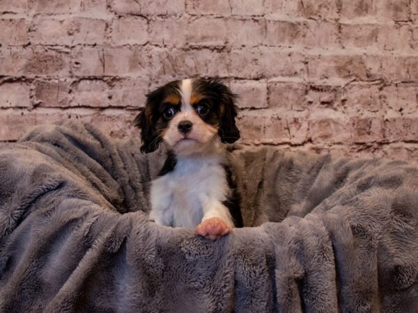 Cavalier King Charles Spaniel- Available 1/12-DOG-Male-Black Tan / White-849-PetCenter Old Bridge, New Jersey