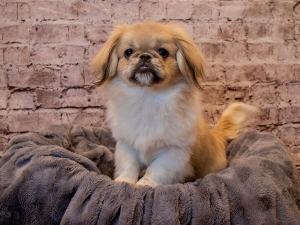 Pekingese- Available 10/27-DOG-Female-Fawn / White-625-PetCenter Old Bridge, New Jersey